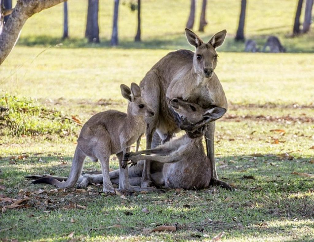 cette-maman-kangourou-est-en-train-de-mourir-mais-ce-dont-est-temoin-le-photographe-est-poignant-2