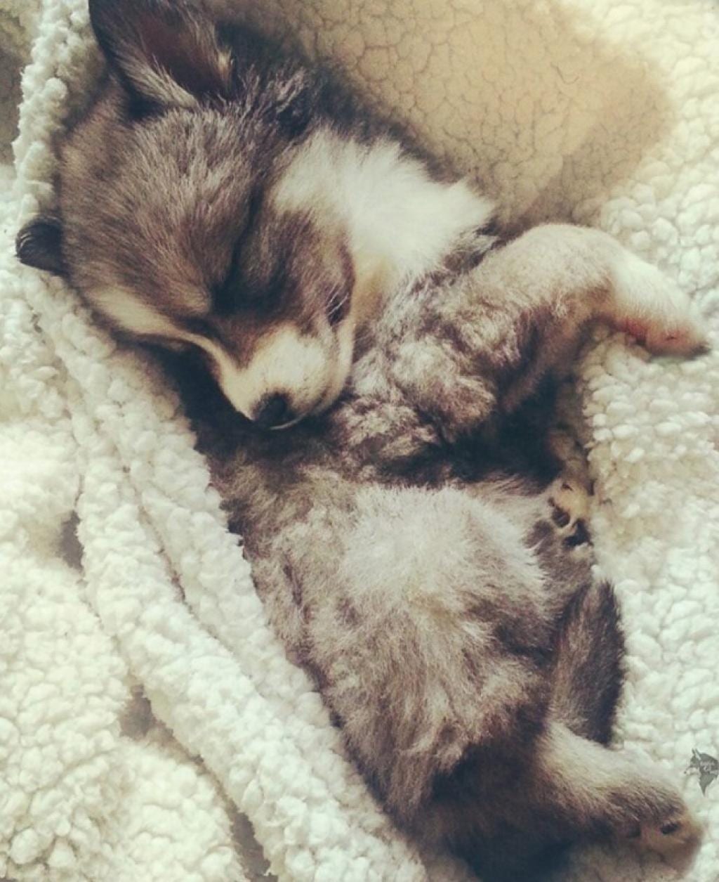 quand-cette-jeune-femme-de-22-ans-adopte-un-petit-chien-abandonne-elle-ne-sattend-pas-a-se-qui-se-produisit-3-ans-plus-tard-2