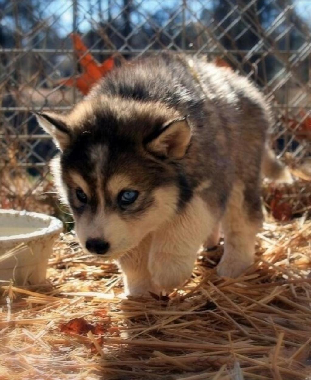 quand-cette-jeune-femme-de-22-ans-adopte-un-petit-chien-abandonne-elle-ne-sattend-pas-a-se-qui-se-produisit-3-ans-plus-tard-3