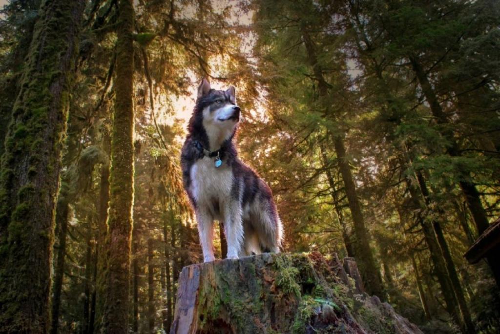 quand-cette-jeune-femme-de-22-ans-adopte-un-petit-chien-abandonne-elle-ne-sattend-pas-a-se-qui-se-produisit-3-ans-plus-tard-5