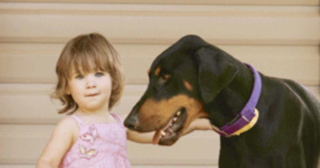 le-dobermann-se-precipite-sur-la-fillette-et-la-jette-a-plus-d1-metre-quand-les-parents-comprennent-pourquoi-ils-sont-choques-1